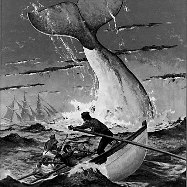 White Whale Herman Melville Moby Dick